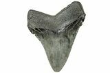 Serrated, Juvenile Megalodon Tooth - South Carolina #313803-1